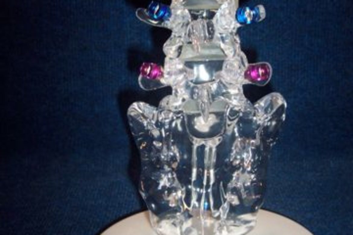 #nivoslider-caption-3828 lumbar spine2